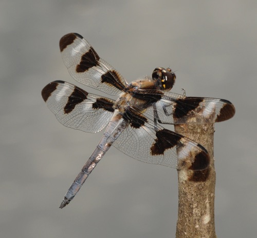 Male
2009_09_25_Floyd